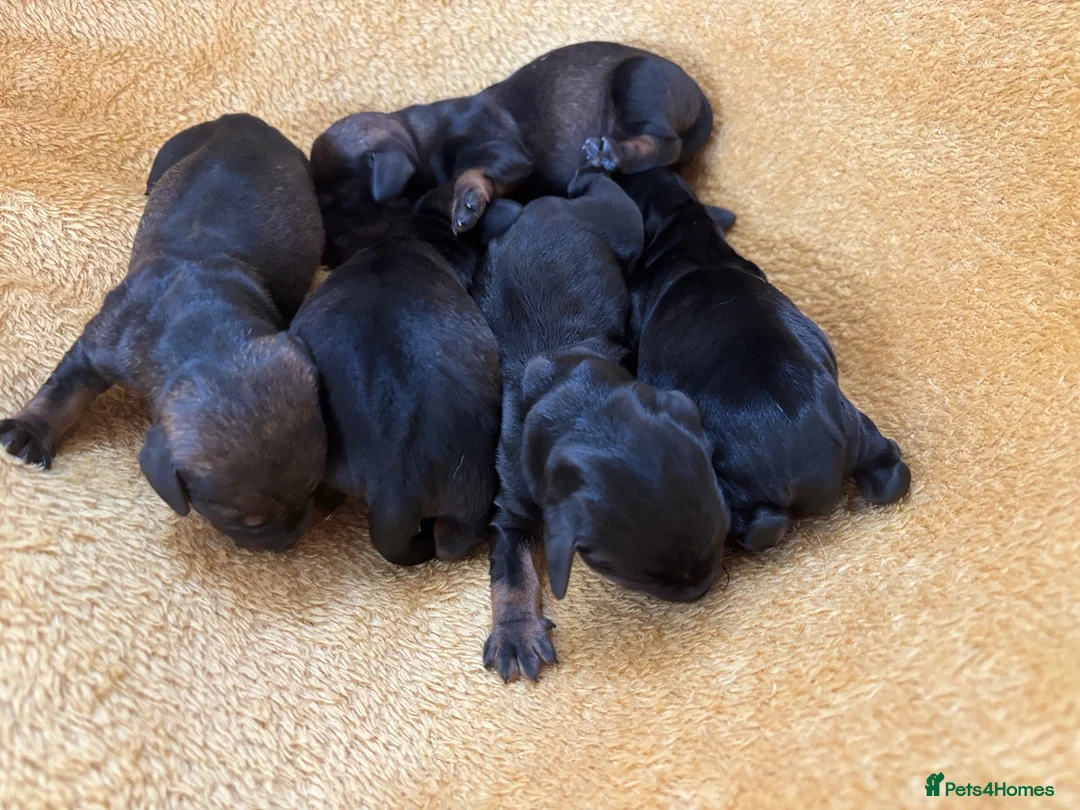 Miniature Dachshund dogs for sale: Miniature Wire Haired Dachshunds  - Advert 14