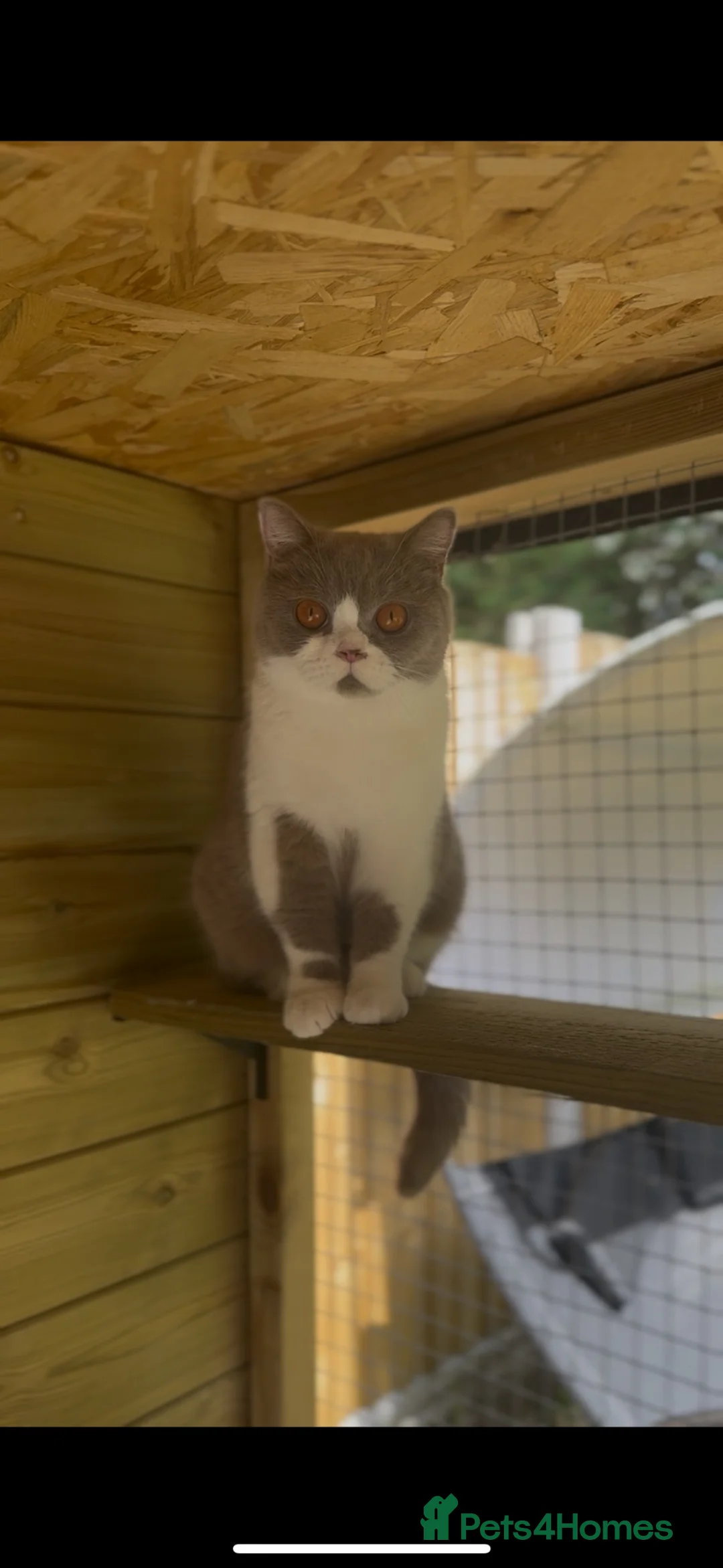 British Shorthair cats for sale: Beautiful British shorthair female  - Advert 2