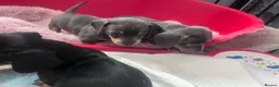 Dachshund dogs for sale: 1 girl wanting to find her forever sofa - Advert 19