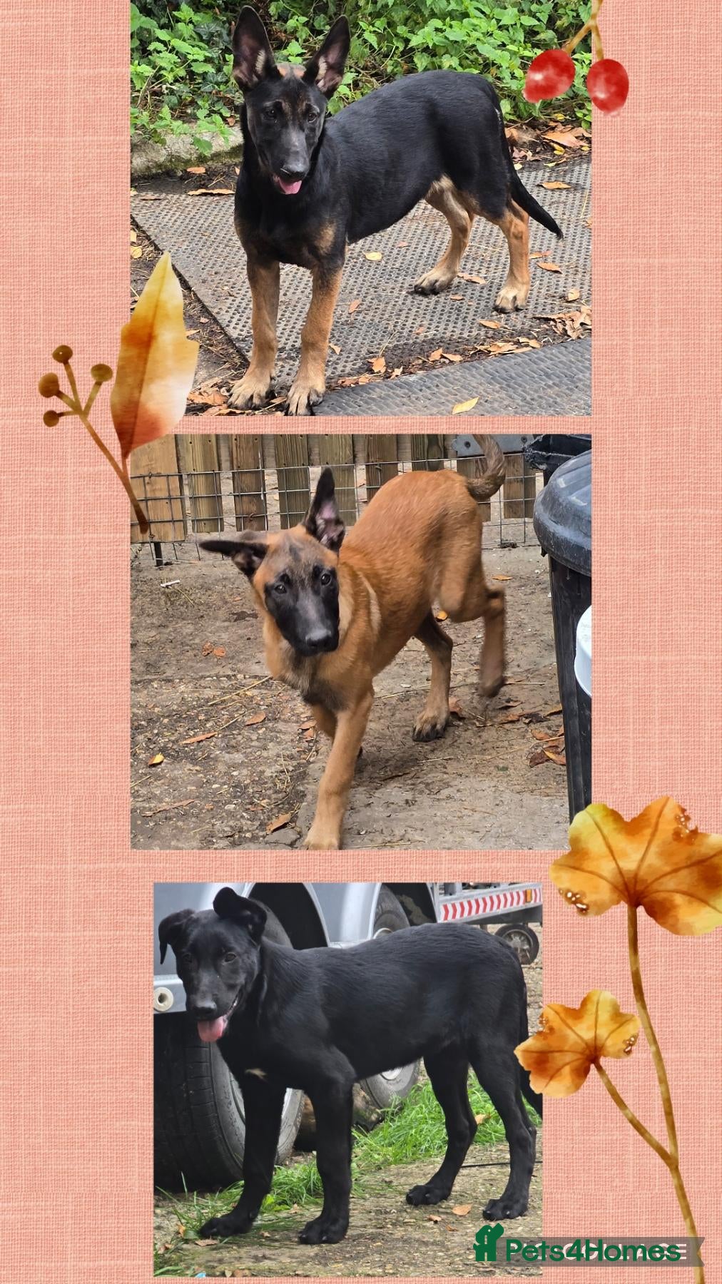 Belgian Shepherd Dog dogs Belgian malinois puppies KNVP working lines - Advert 6