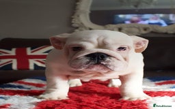 English Bulldog dogs for sale: Kc reg  1 White & Red boy only fully vaccinated  - Image 27
