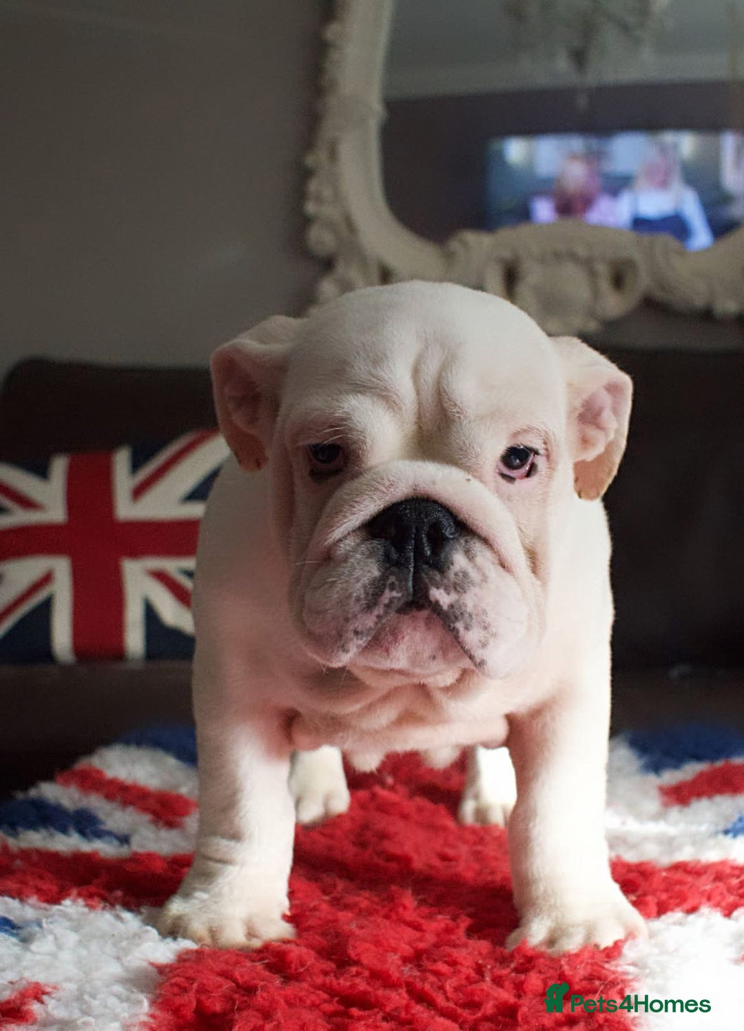 English Bulldog dogs for sale: Kc reg  1 White & Red boy only fully vaccinated  - Image 27