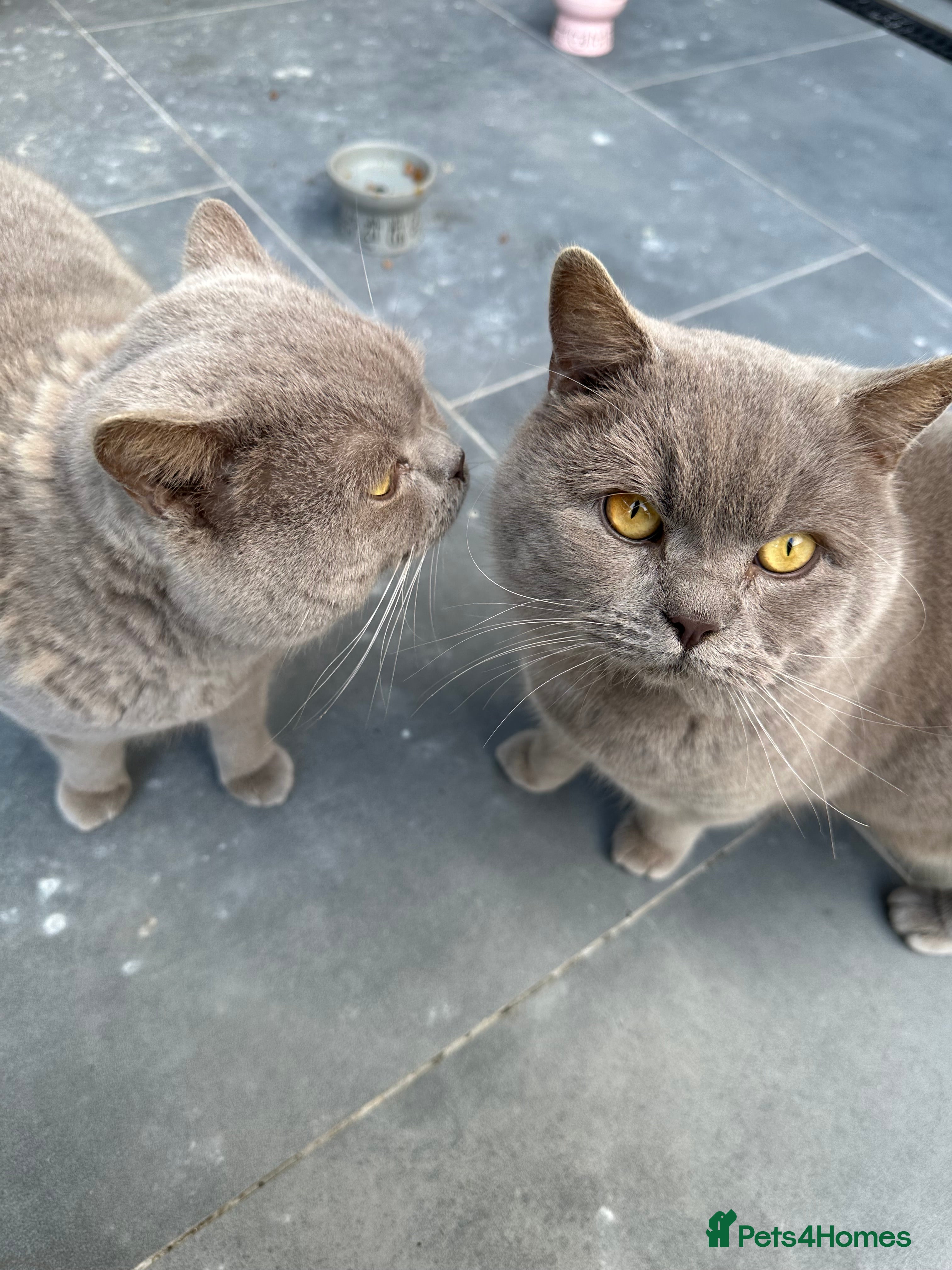 British Shorthair cats Two Male British Shorthair Free to the right hom - Advert 1