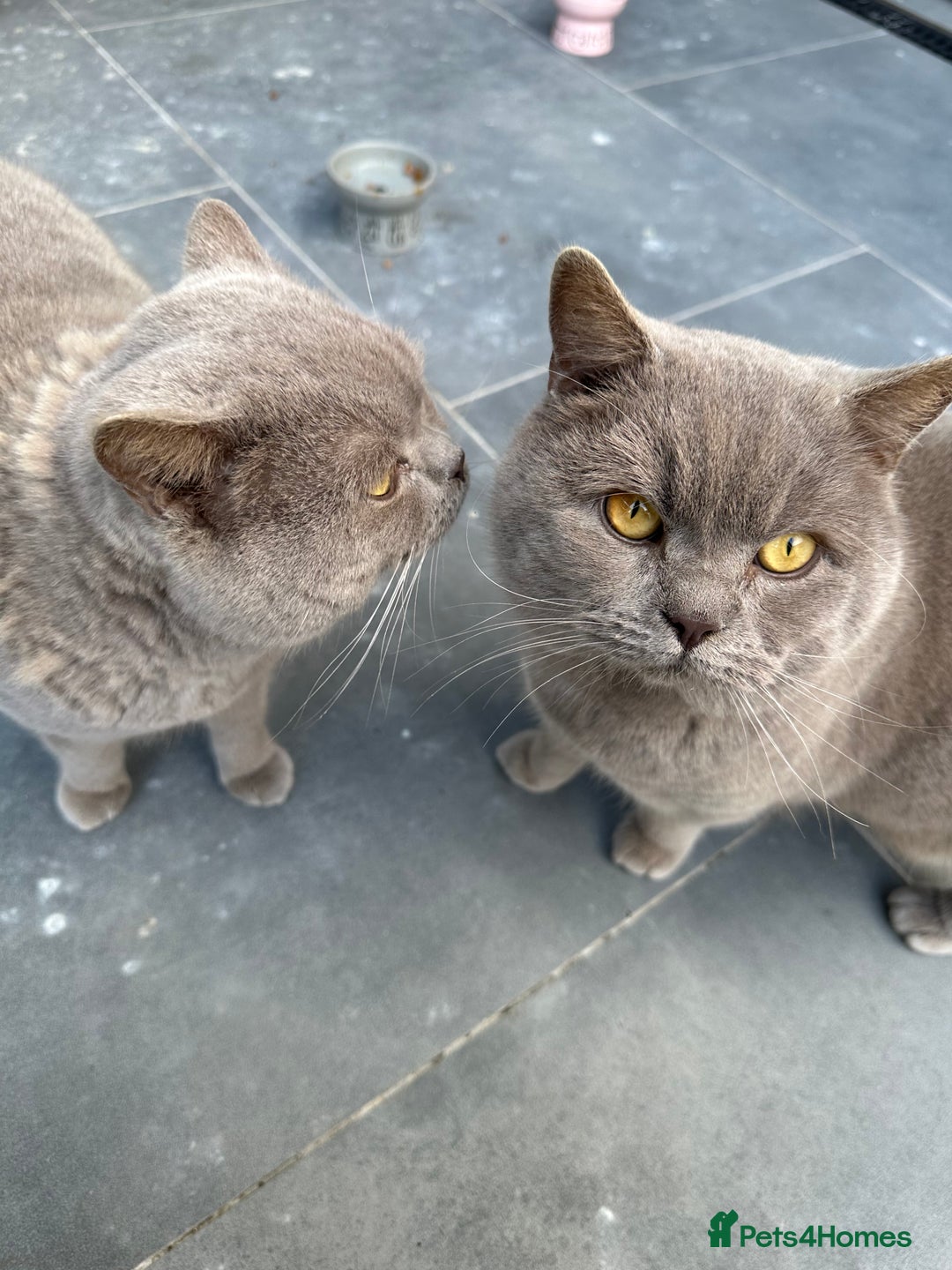 British Shorthair cats for sale: Two Male British Shorthair Free to the right hom - Advert 1