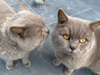 British Shorthair cats Two Male British Shorthair Free to the right hom - Advert 1