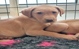 Labrador Retriever dogs for sale: Fox red labrador pups  - Image 5