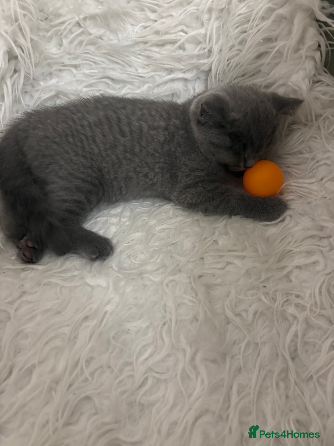 British Shorthair cats for sale: BSH Kittens: Cream Boy & Blue-Grey Girl - Advert 10
