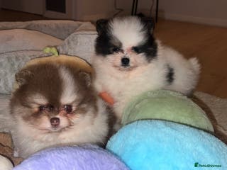 Pomeranian dogs 5 STAR POMERANIAN PUPPIES - Advert 8