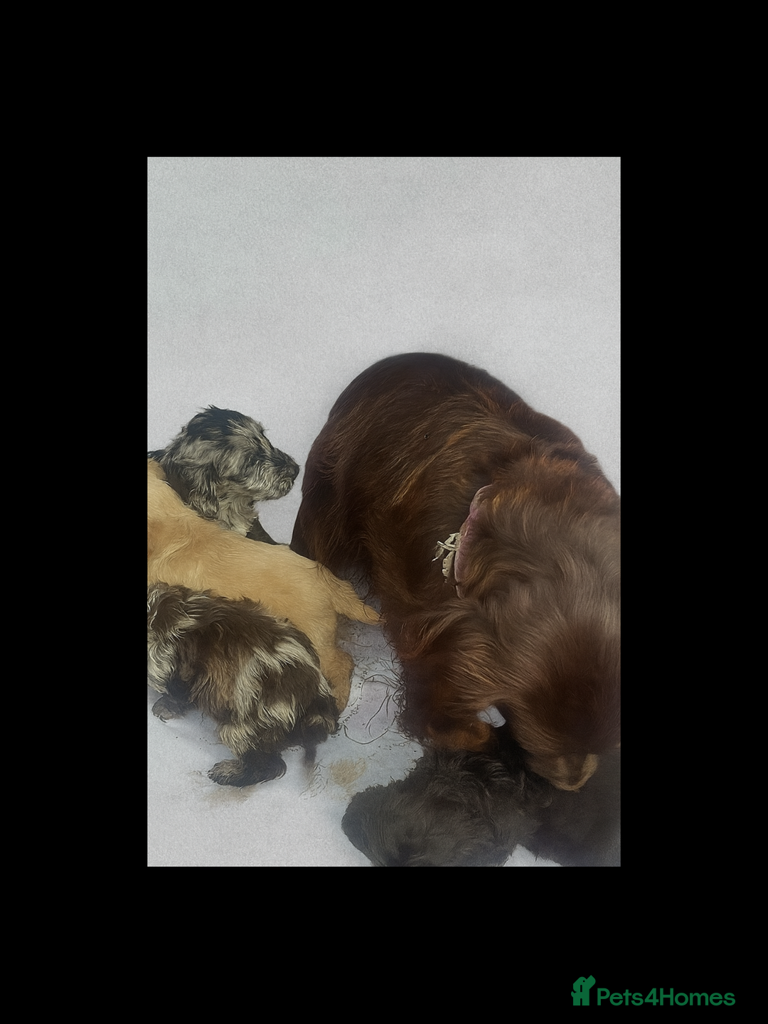 Cockapoo dogs for sale: Adorable cockapoo puppies - Advert 2