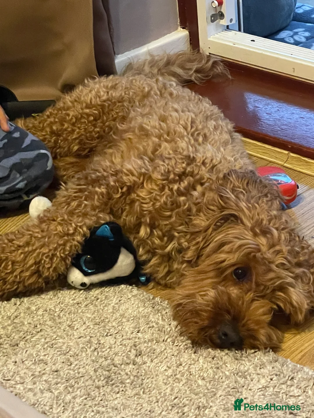 Cavapoo dogs for stud: For stud  - Advert 4