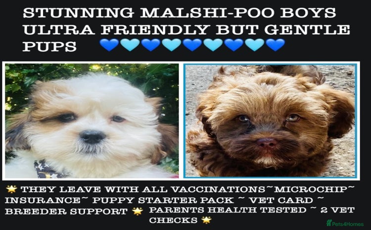 Mixed Breed dogs - Advert 12
