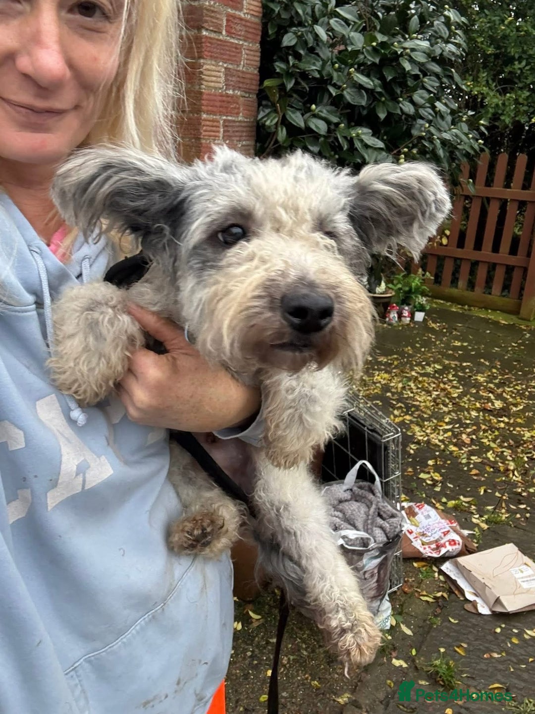 Mixed Breed dogs for adoption: Scruffy- Hingham Norfolk  - Advert 10