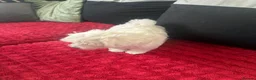 Bichon Frise dogs for sale: Beautiful Maltese Puppy – Female – Ready Now 🐾 in Wolverhampton - Advert 4