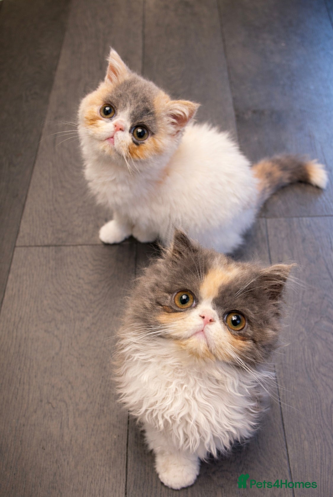 Exotic cats 🔥GCCF EXOTIC KITTENS READY NOW   **  - Advert 12