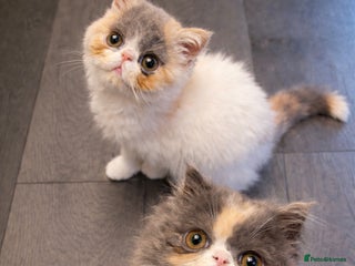 Exotic cats 🔥GCCF EXOTIC KITTENS READY NOW ** - Advert 15