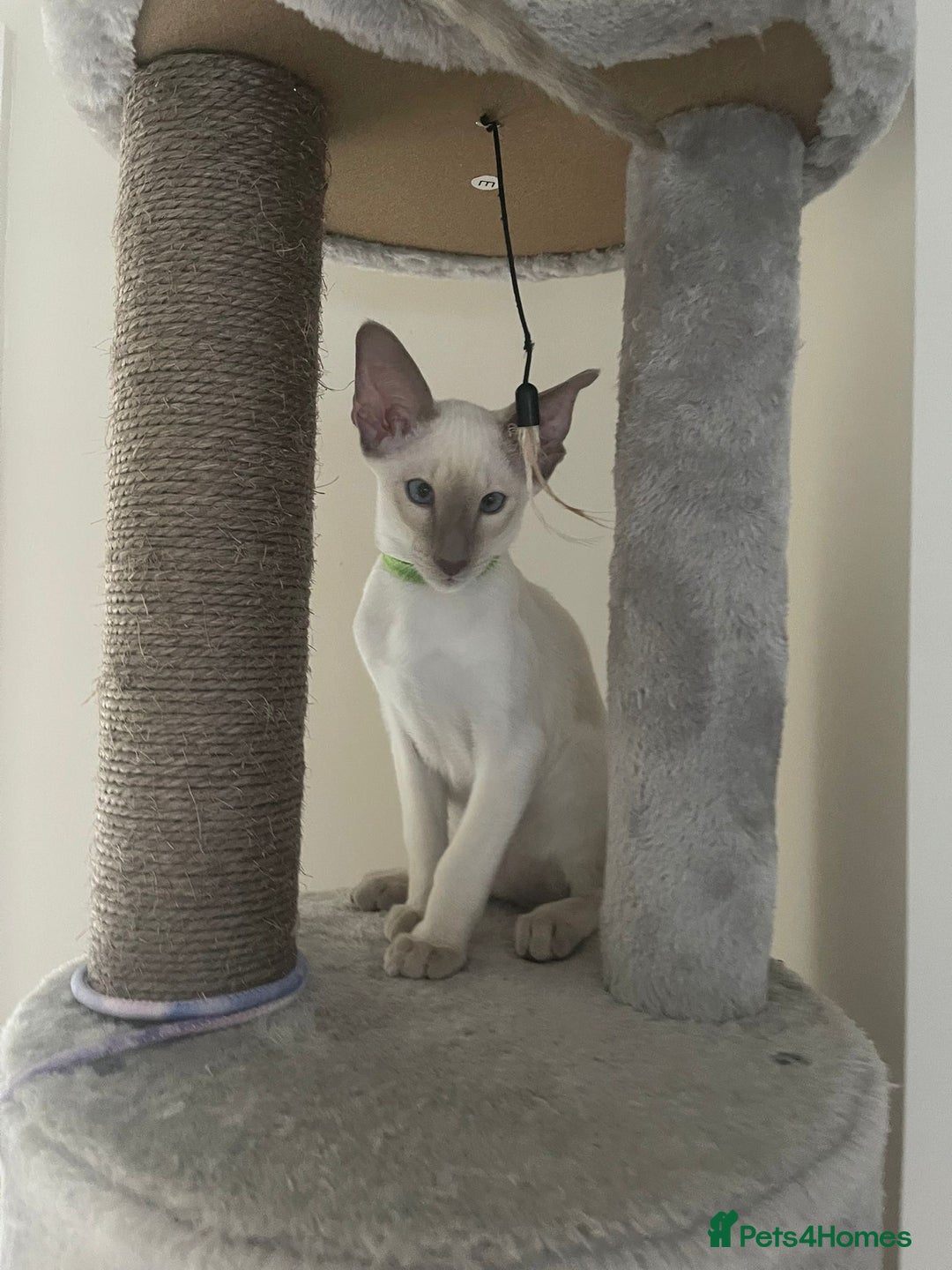 Siamese cats for sale: Last Siamese boy  - Image 2