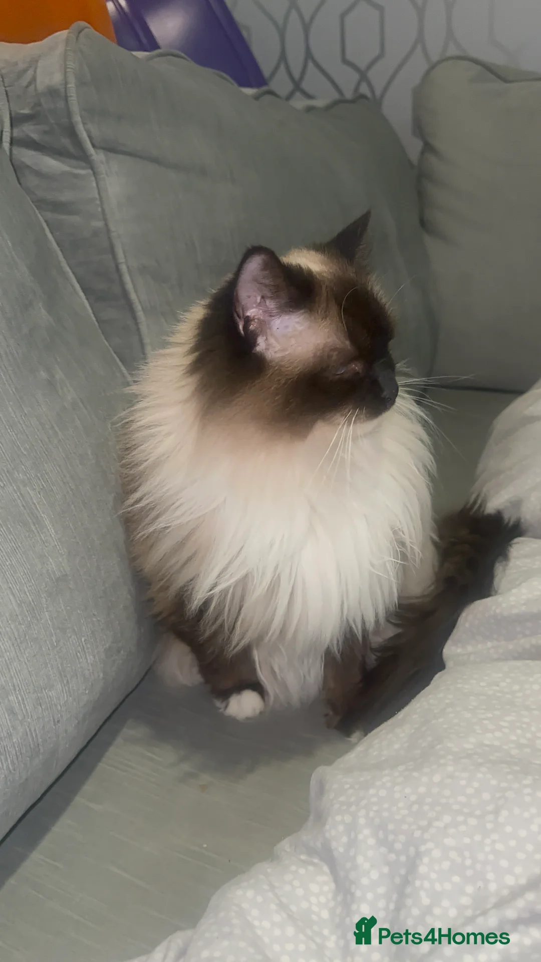 Ragdoll cats for sale: 2 ragdoll cats  - Advert 10