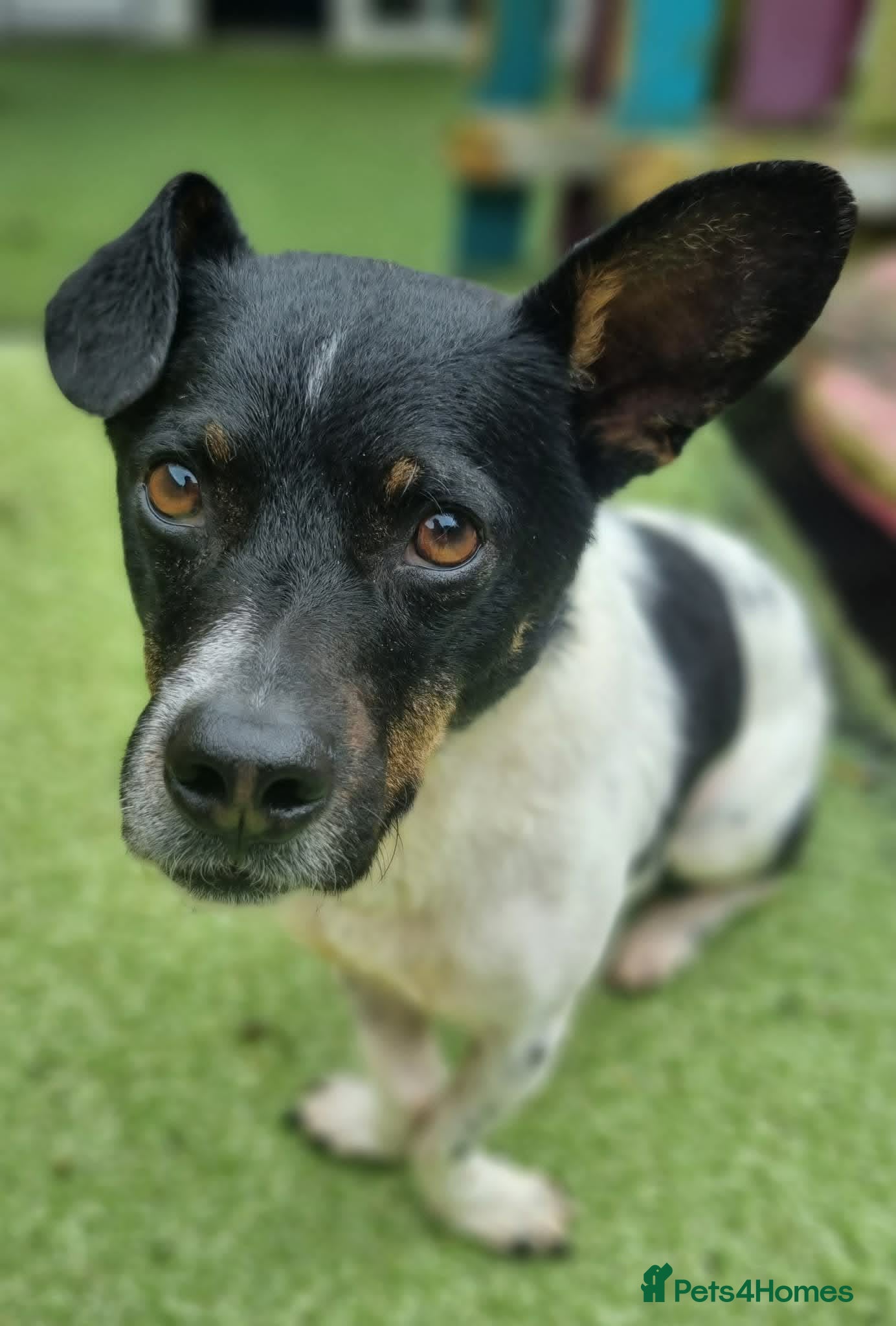Mixed Breed dogs for adoption: Cody - In Ayr Looking for a home  - Advert 1