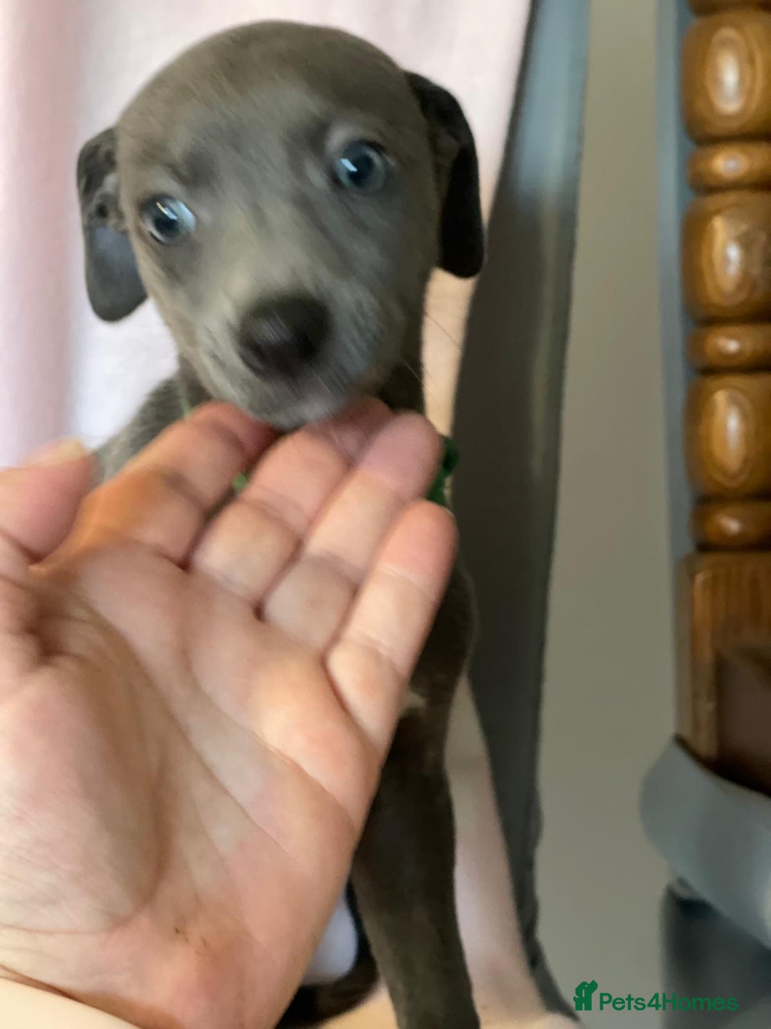 Whippet dogs for sale: Blue whippet puppies for sale - Image 11