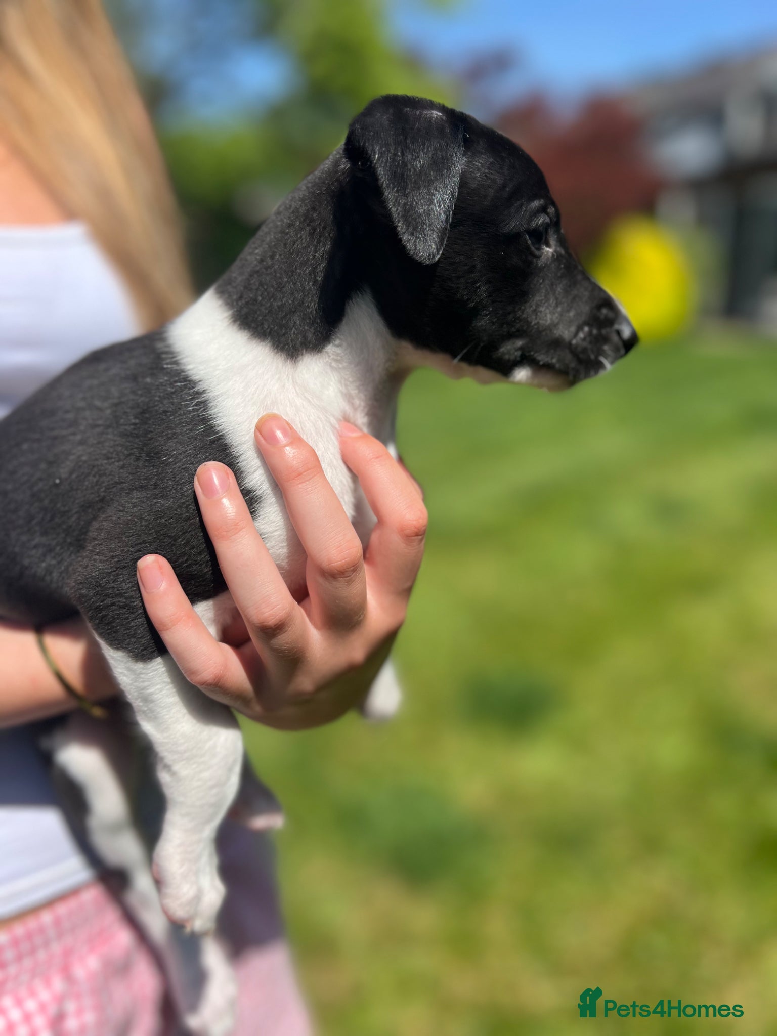 Whippet dogs Pedigree (KC registered) Whippet Puppies - Advert 1