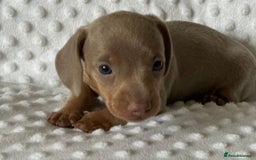 Miniature Dachshund dogs for sale: KC Miniature Isabella Dachshunds PRA Clear - Image 4