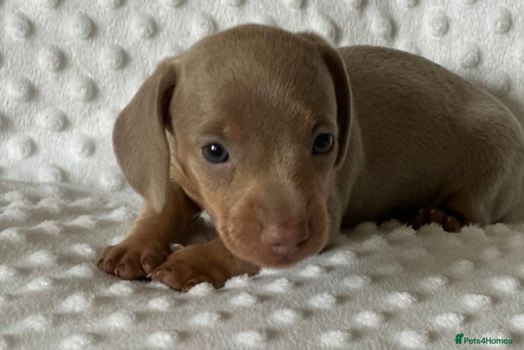 Miniature Dachshund dogs for sale: KC Miniature Isabella Dachshunds PRA Clear - Image 4