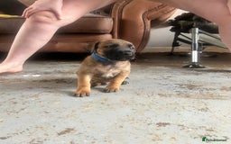 Mixed Breed dogs for sale: F1 bullherder puppies  - Image 15