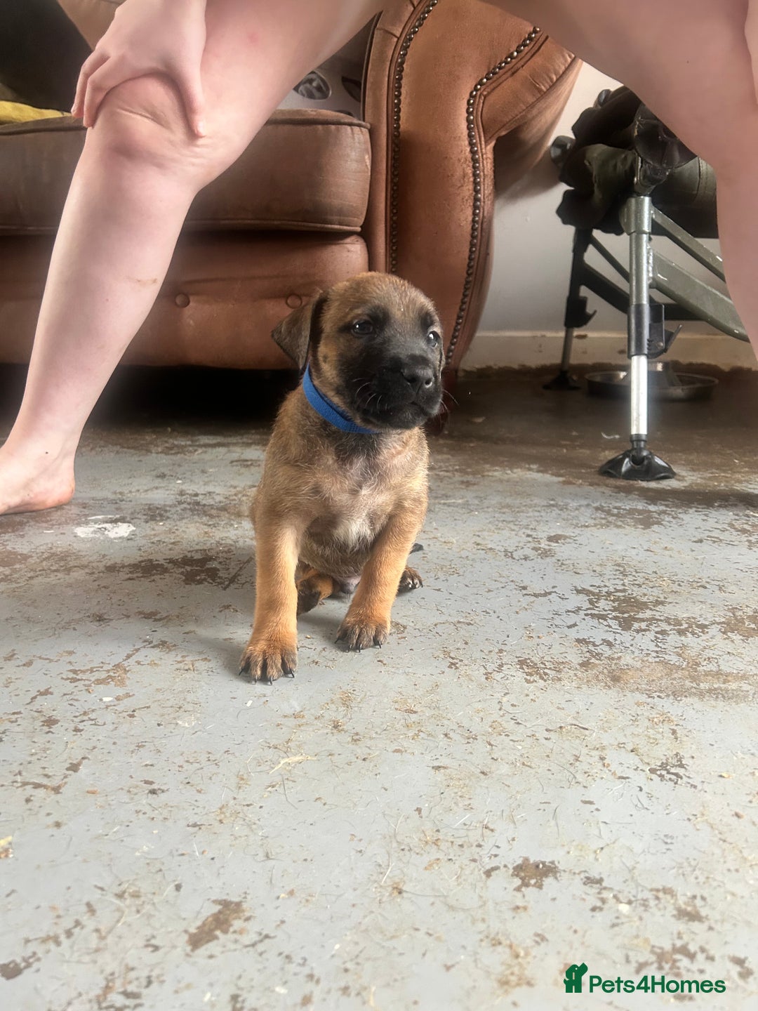 Mixed Breed dogs for sale: F1 bullherder puppies  - Image 15