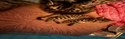Bengal cats for sale: Rare Pedigree Zorro masked charcoal Bengal Kittens in Orpington - Advert 7