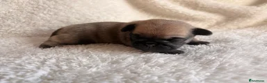 Pug 4