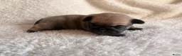 Pug dogs for sale: 🐾 Stunning Pug puppies 🐾 in Wigan - Advert 22