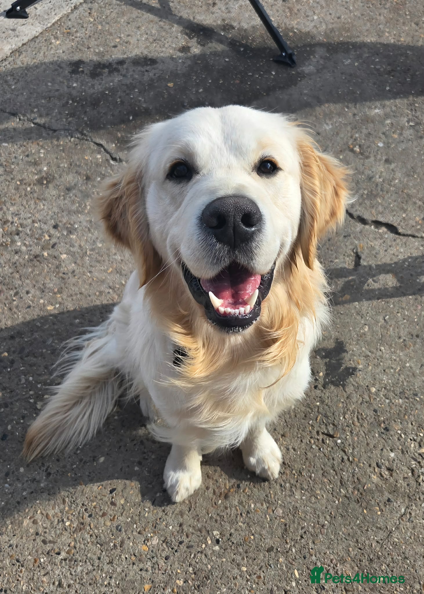 Golden Retriever dogs Health test golden retriever stud - Advert 21