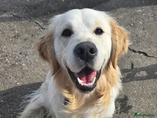 Golden Retriever dogs Health test golden retriever stud - Advert 21