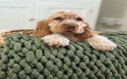 Cocker Spaniel dogs for sale: Show type cocker spaniels 🐶 ready now 🐶 - Image 21