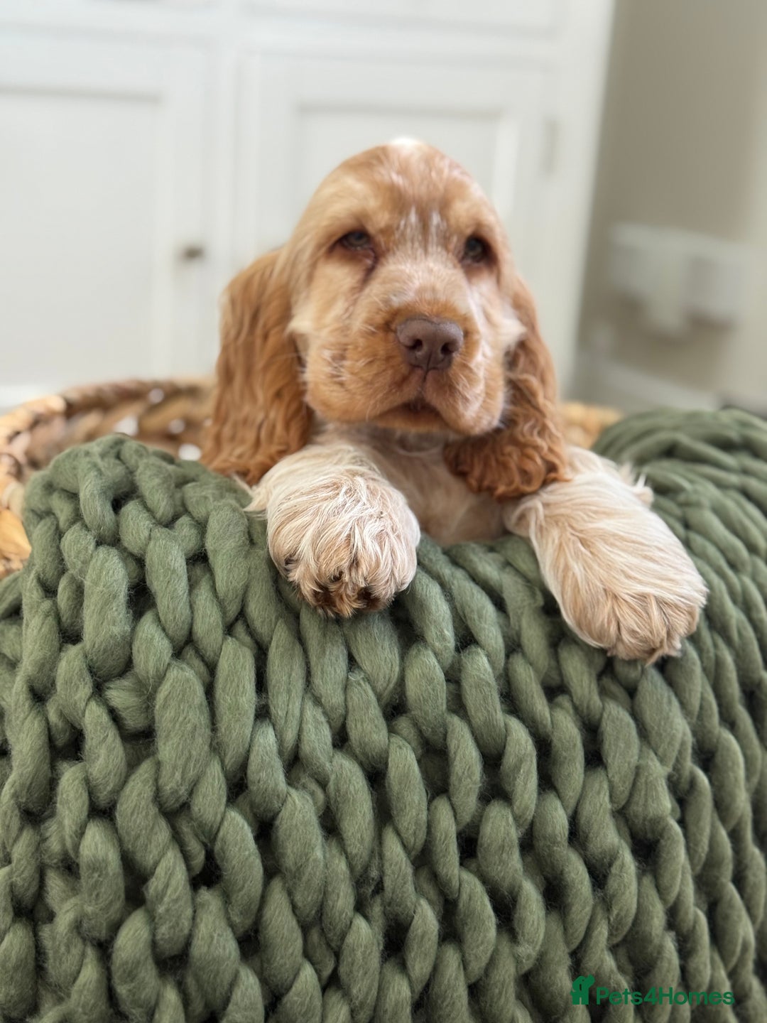 Cocker Spaniel dogs for sale: Show type cocker spaniels 🐶 ready now 🐶 - Image 21