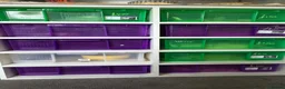 Mixed Breed reptiles for sale: Selling all reptiles reduced prices - Advert 8