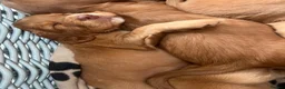 Cocker Spaniel dogs for sale: Cocker Spaniel  in Taunton - Advert 5