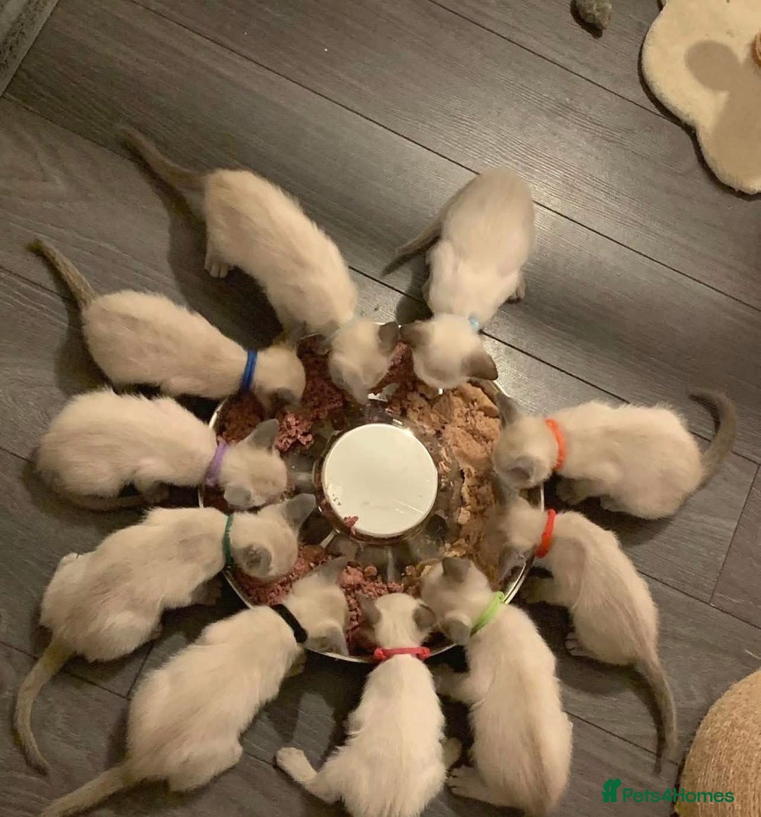 Siamese cats for sale: 🐱 BEAUTIFUL SIAMESE KITTENS - Advert 2