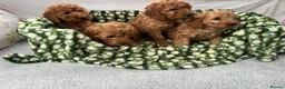 Cavapoo dogs for sale: Cavapoo puppy's  in Coventry - Advert 12