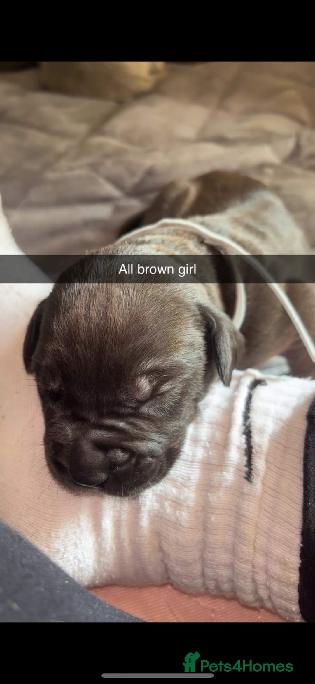 Cane Corso dogs for sale: Cane Corso first litter of puppies !! - Image 8