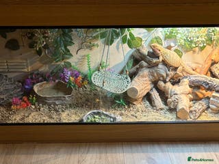 Bearded Dragon reptiles Bearded dragon for sale age 2 - Advert 5