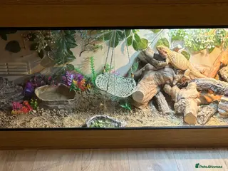 Bearded Dragon reptiles Bearded dragon for sale age 2 - Advert 15