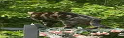 Bengal cats for sale: Bengal Kittens  in Skelmersdale - Advert 11