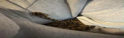 Python Snake reptiles for sale: Royal python  - Advert 2