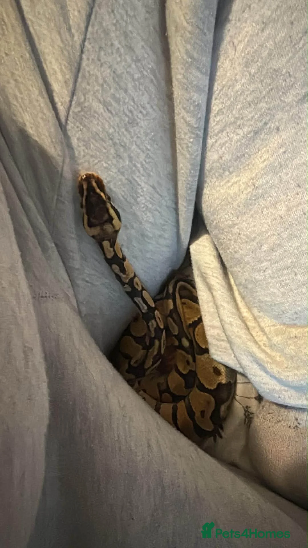 Python Snake reptiles for sale: Royal python  - Advert 2
