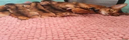 Abyssinian cats for sale: Abyssinian kittens in Scunthorpe - Advert 12