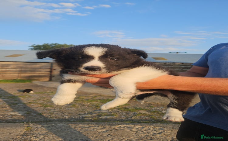 Border Collie dogs - Advert 1