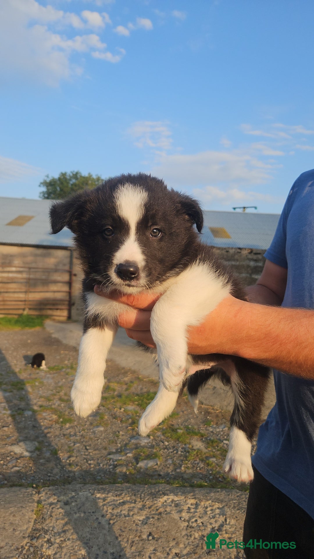 Border Collie dogs for sale: Border collie dog puppy - Image 1