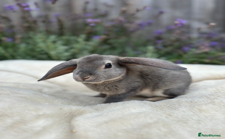 Rex rabbits in Alfreton - Advert 3