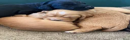 Cocker Spaniel dogs for sale: Beautiful working Cocker Spaniel puppies  in Royston - Advert 23